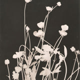 Immagine diapositiva