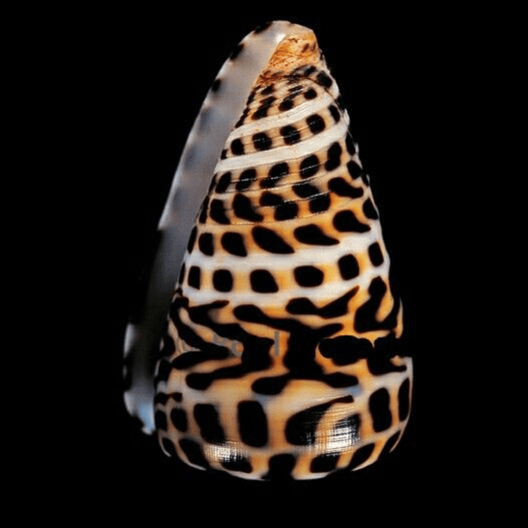 Immagine diapositiva