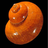 Immagine diapositiva